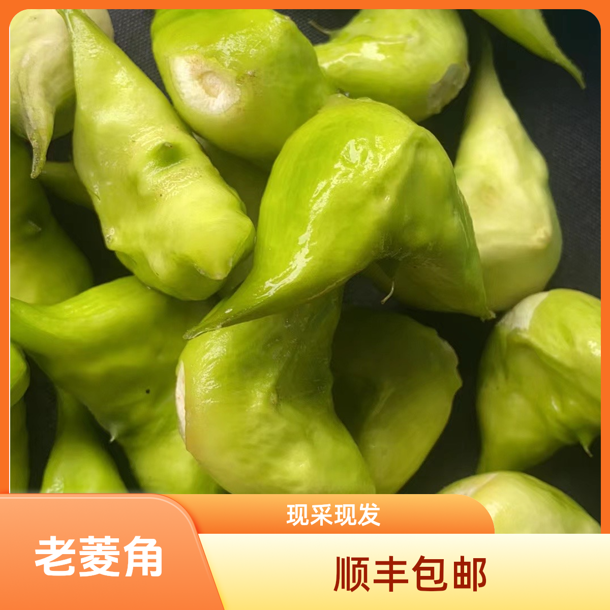 马鞍山当涂大陇特产青菱角老菱角