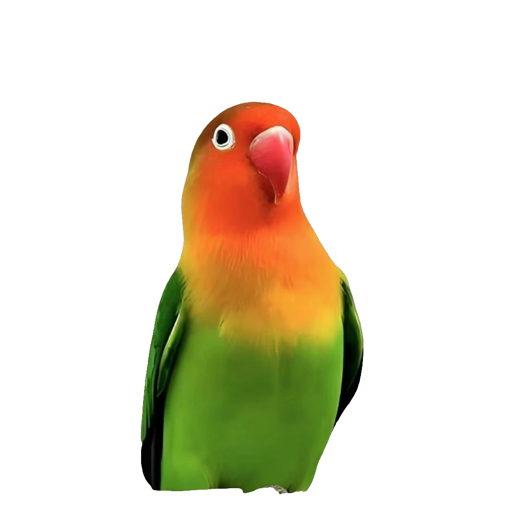 A鸟笼牡丹鹦鹉鸟笼牡丹鹦鹉