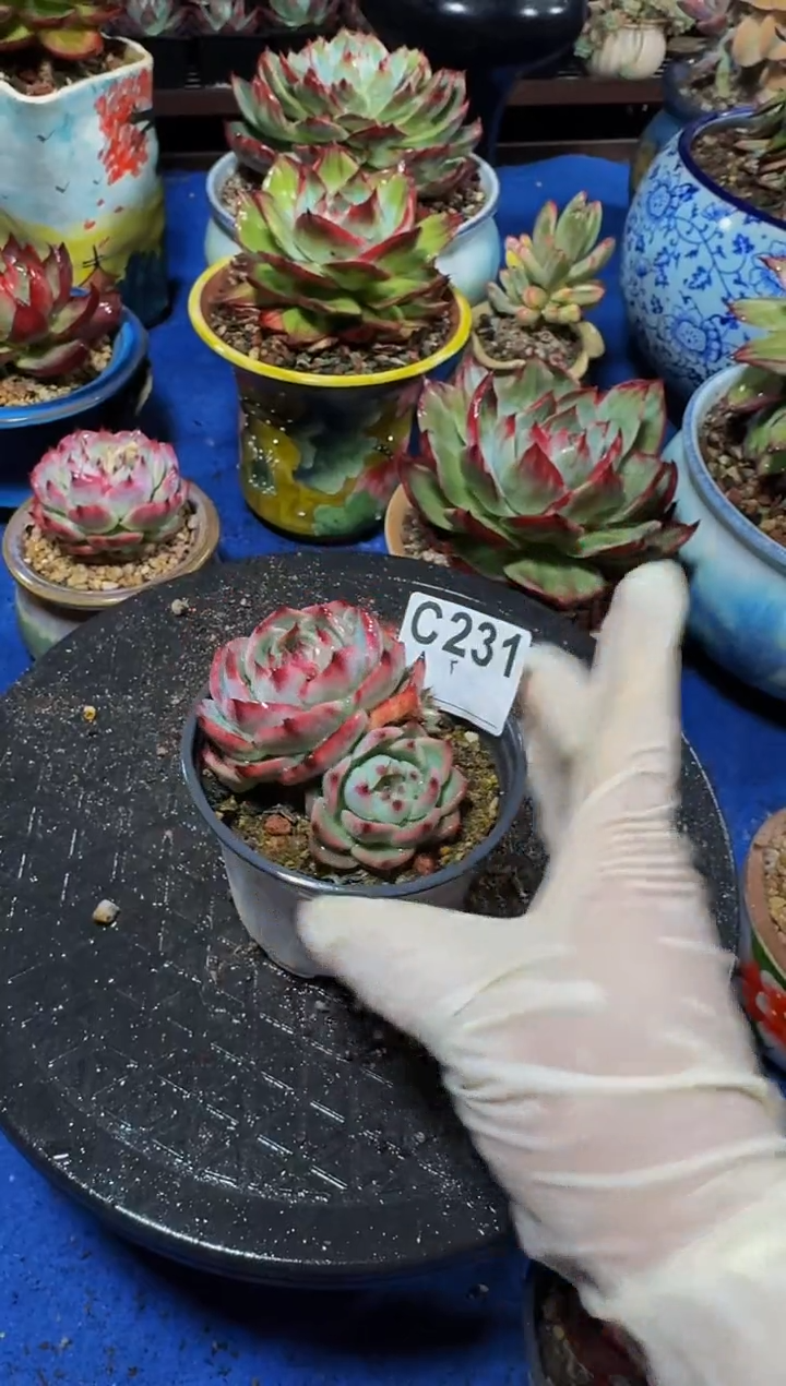 C231惊鸿仙子---（不包整）