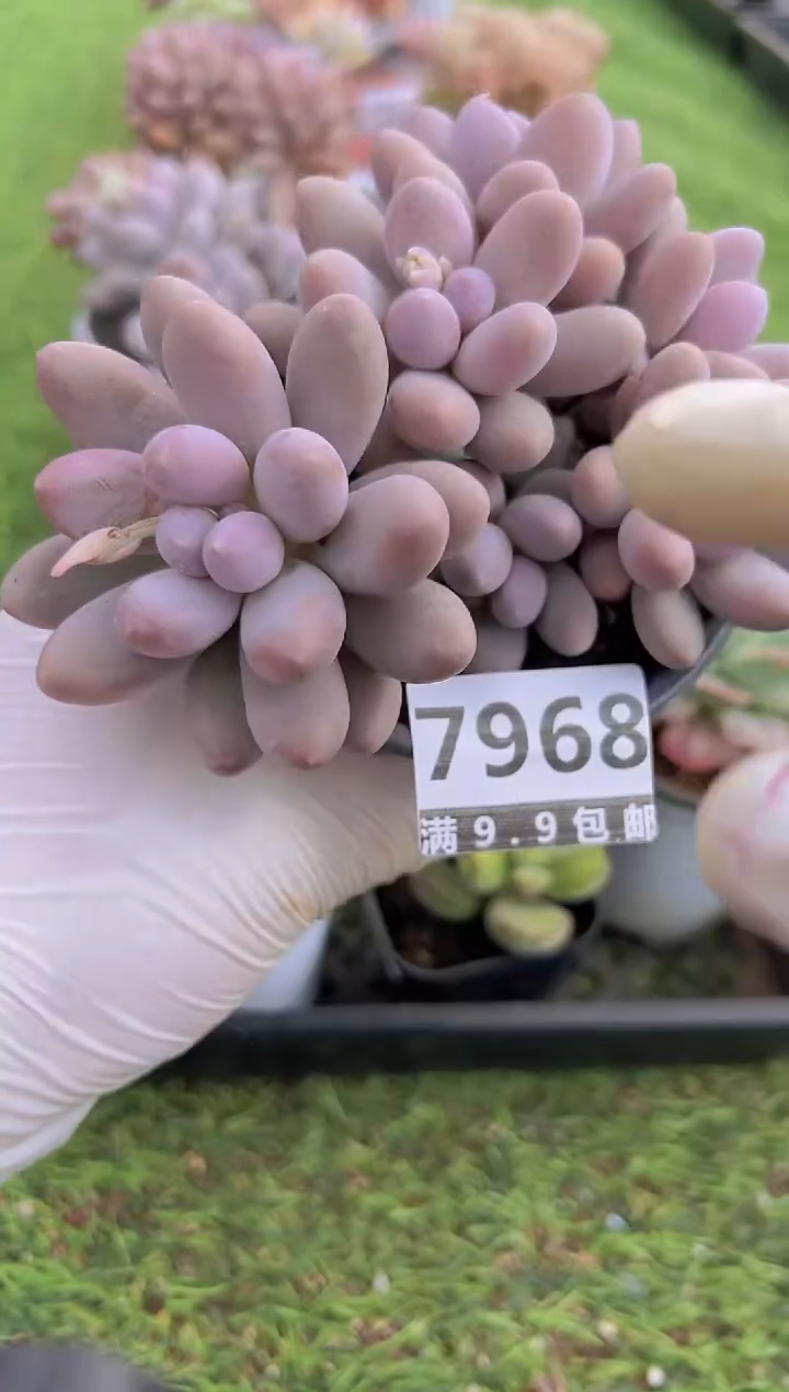 【闪购商品】信福多肉一物一拍