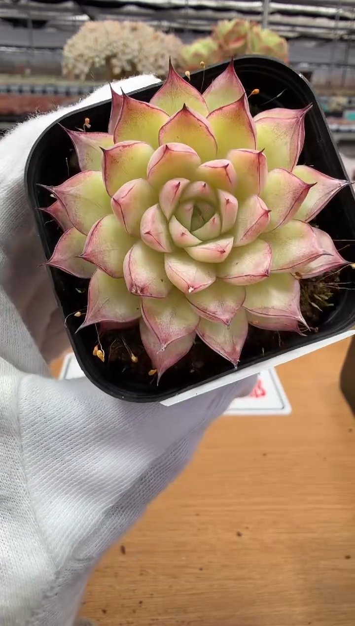 东云多肉园二店-209