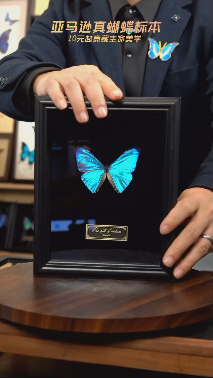 蝴蝶标本摆件竞拍西风闪蝶j165