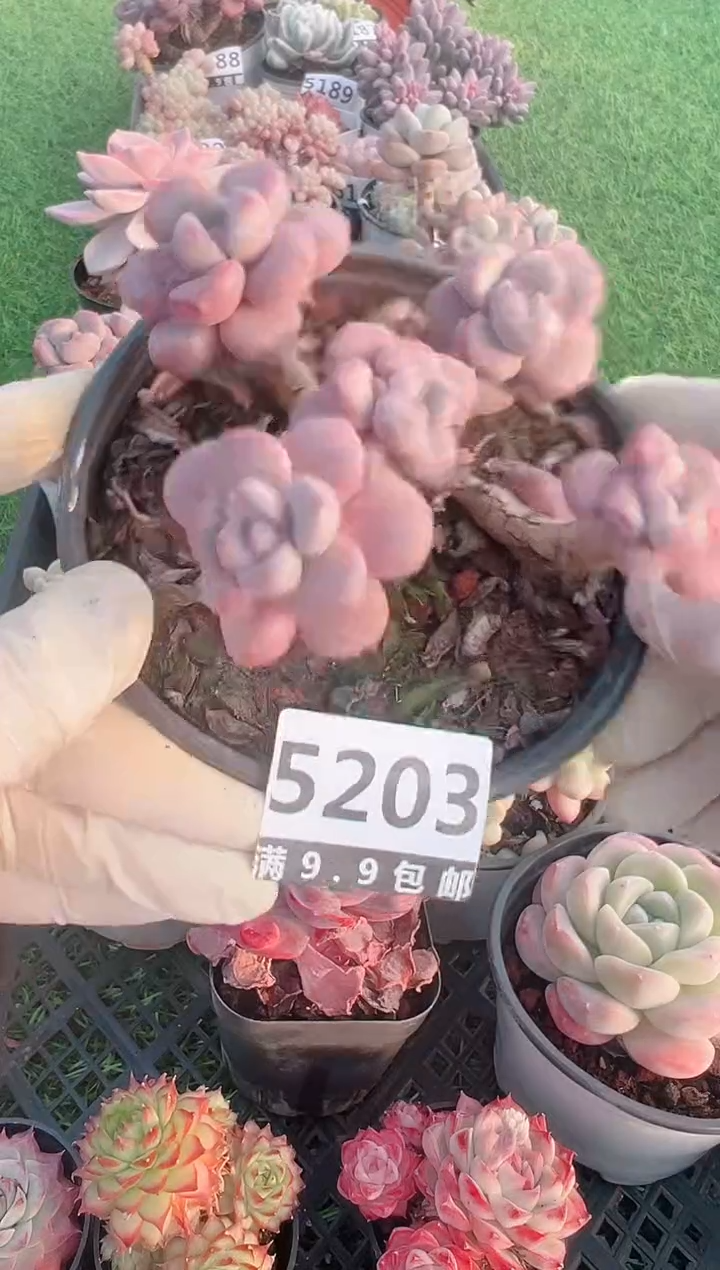 【闪购商品】信福多肉一物一拍1