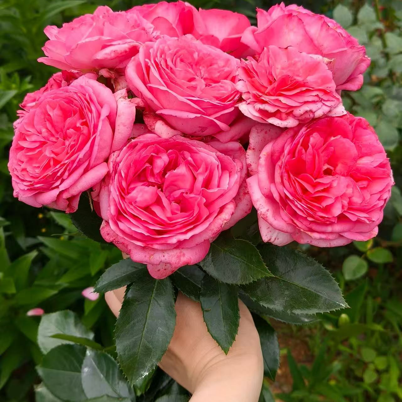 伊芙华尔兹月季花苗