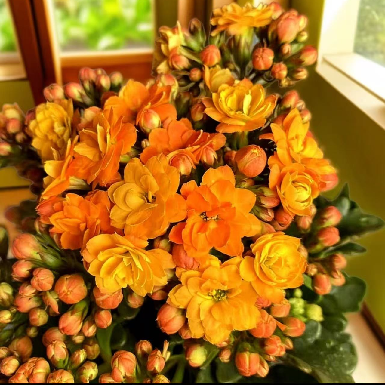 《索尔丹》130盆大盆长寿花