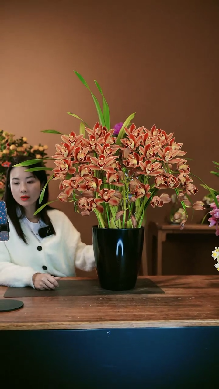 【闪购商品】盆景麒麟 礼盒