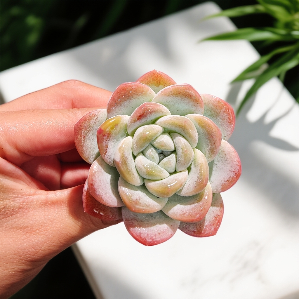 深红--【③号】冰玉SP --无土多肉随手花（1颗/不带盆）