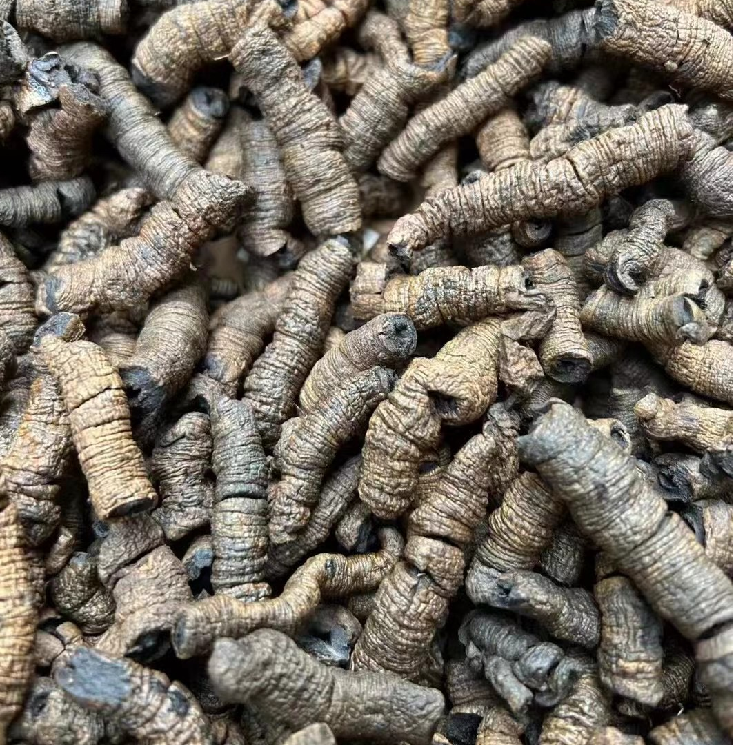 深山采挖野生鸡肠风九蒸九晒泡酒煲汤干货客家特产