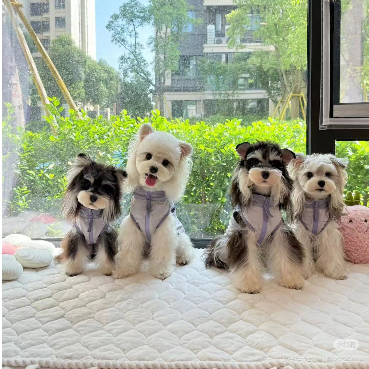 （泡芙家雪纳瑞）小型犬雪纳瑞萌宠幼犬宠物活体椒盐色咖啡色雪纳瑞