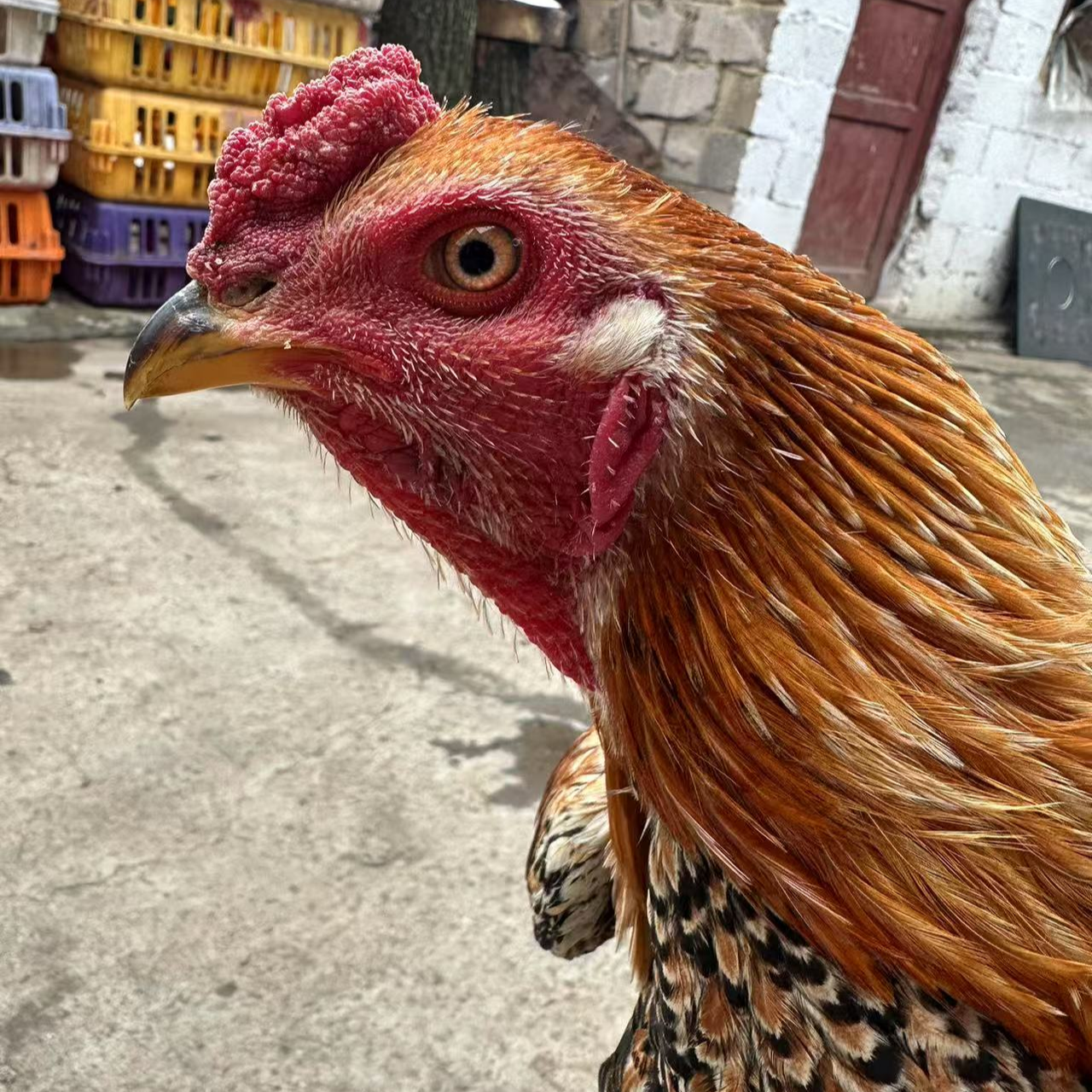 斗鸡改价链接；盖沙：虎毛