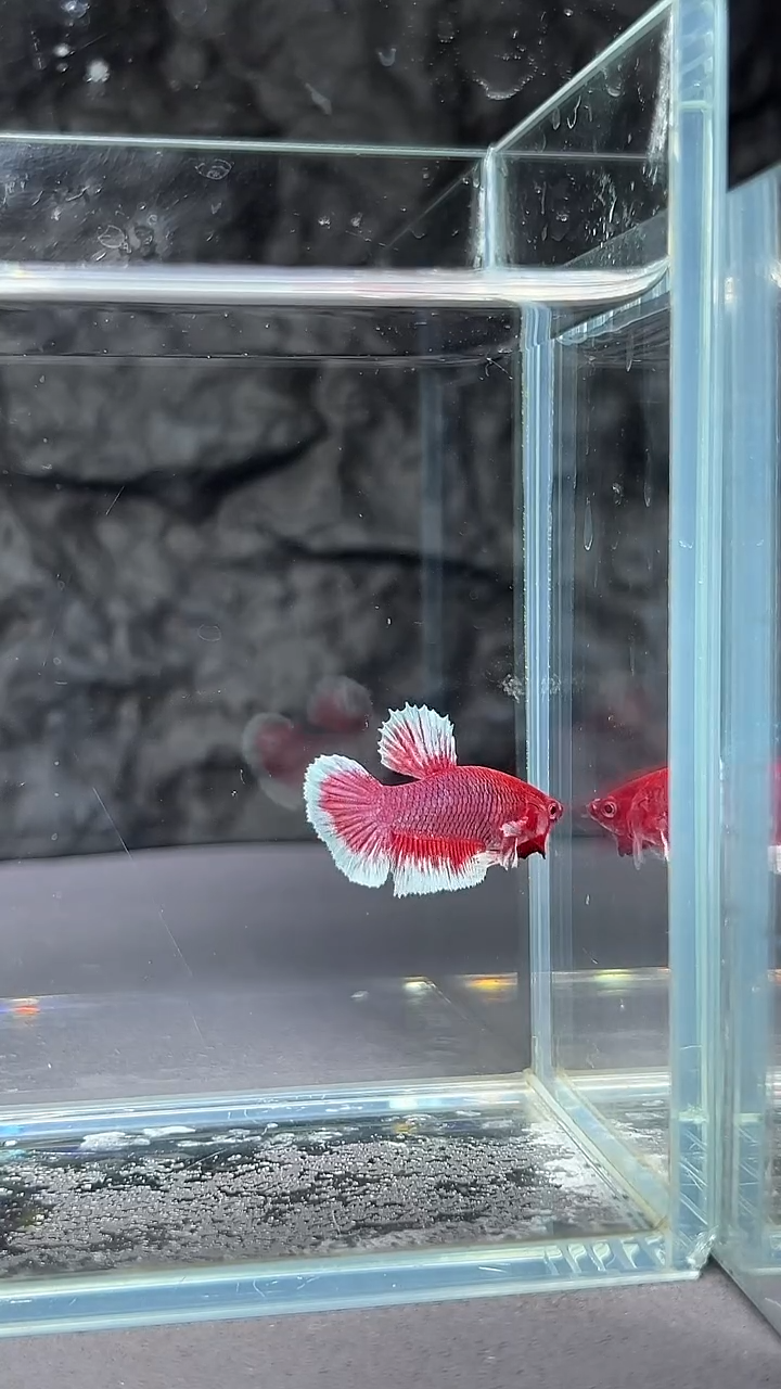 斗鱼竞拍链接A020