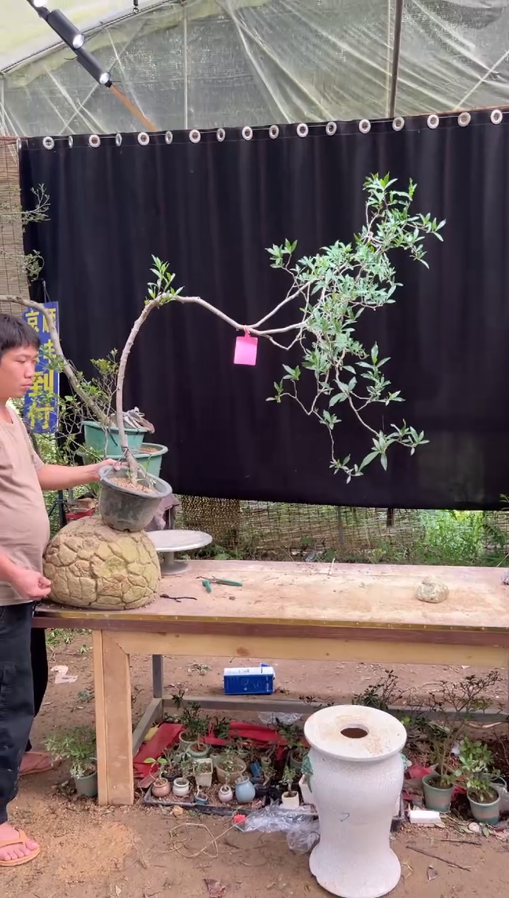 当前无花朵，栽培后可花朵奇****6  海岛栀子花