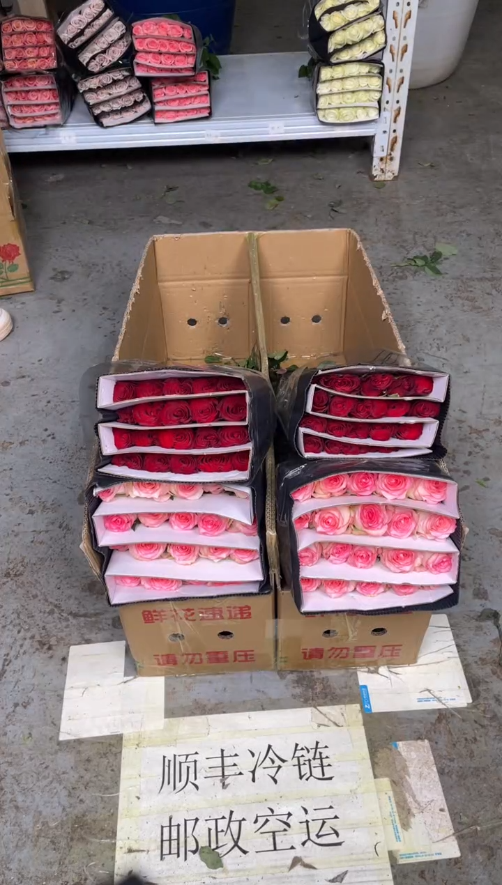 艾沙20枝+高原红20枝