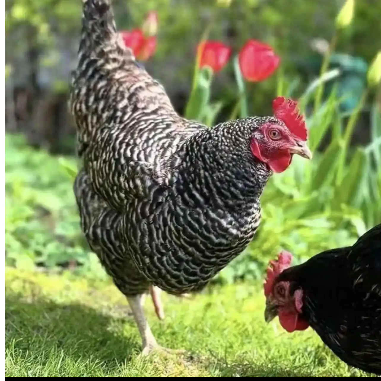 农家散养正宗汶上芦花鸡新鲜整只发货肉质鲜美拍1发10