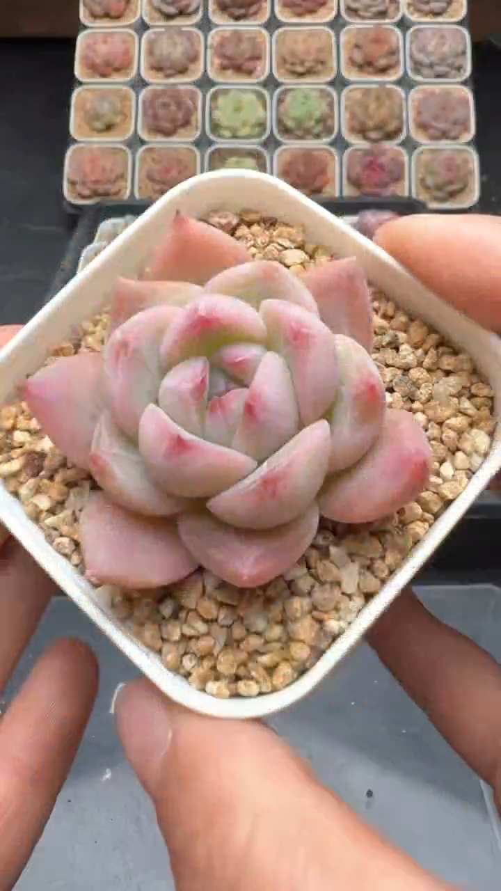 【闪购商品】224号珍妮多肉一物一拍3单包邮