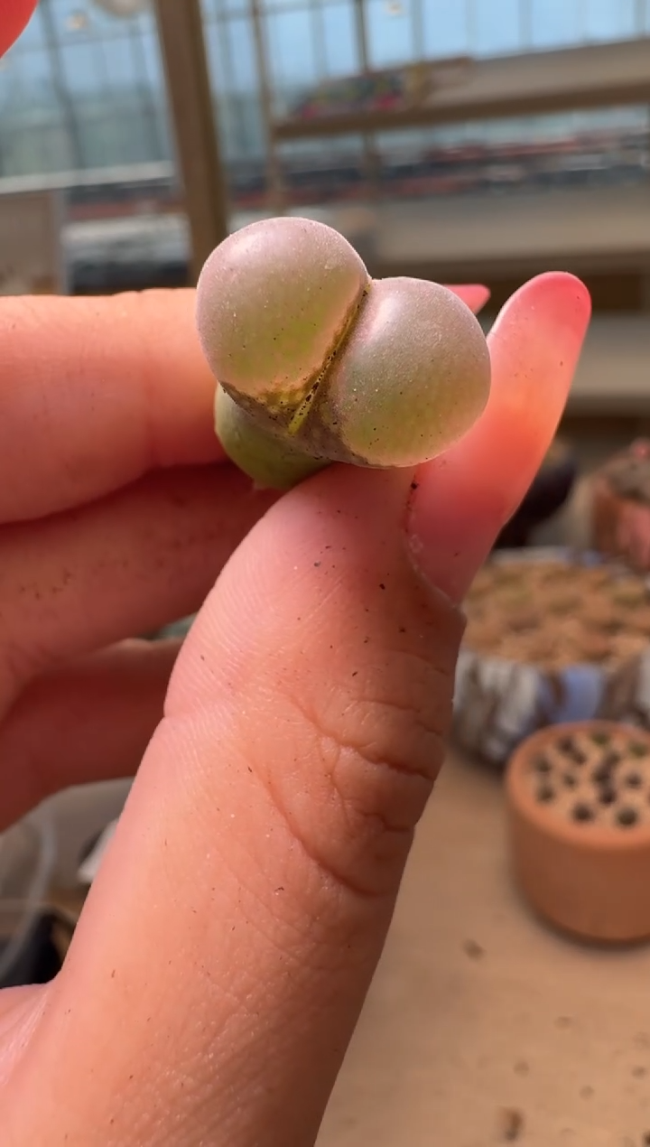 9-19多肉植物肉锥鲑鱼