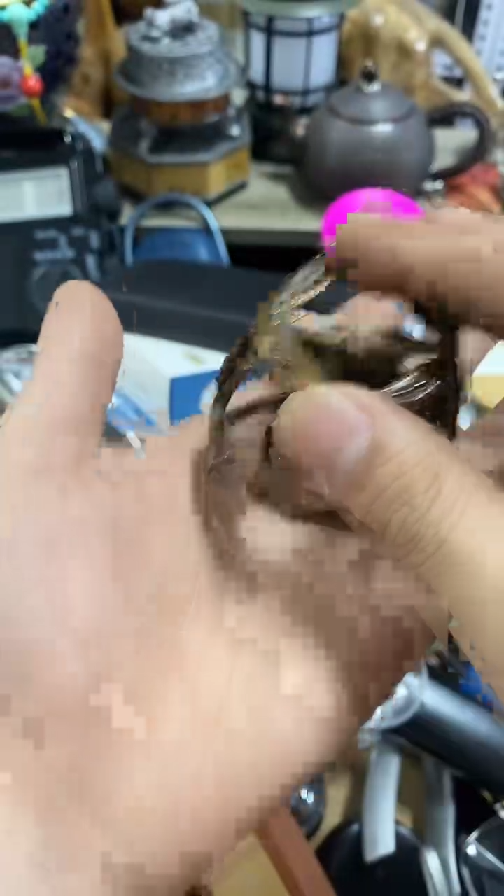 【闪购商品】瓷片闪购商品 如图所示