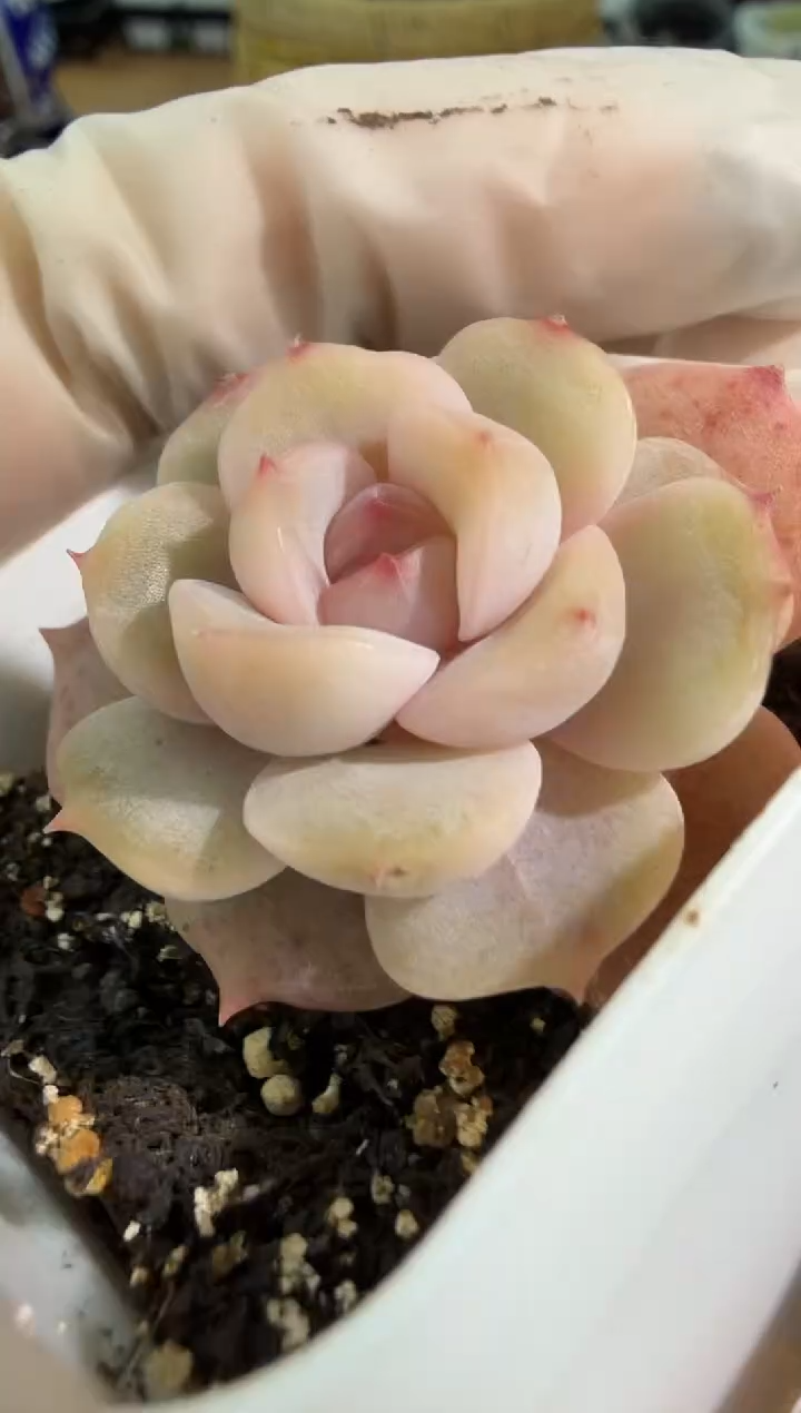 宫花 五方一盆 单双混 量拍混发