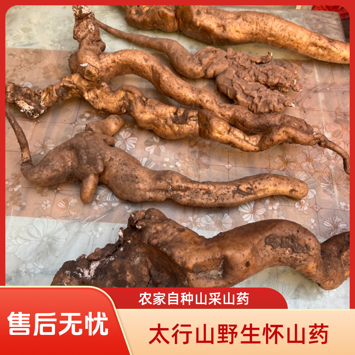 太行山农家山采山药 