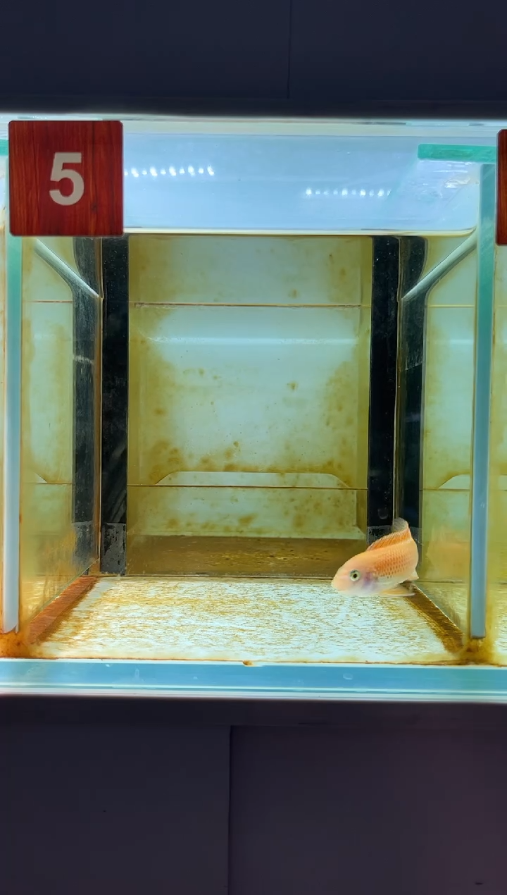 海水三湖慈鲷人工