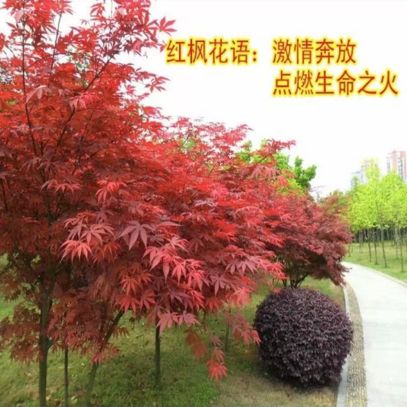 三季红枫树耐寒耐旱南北方种植