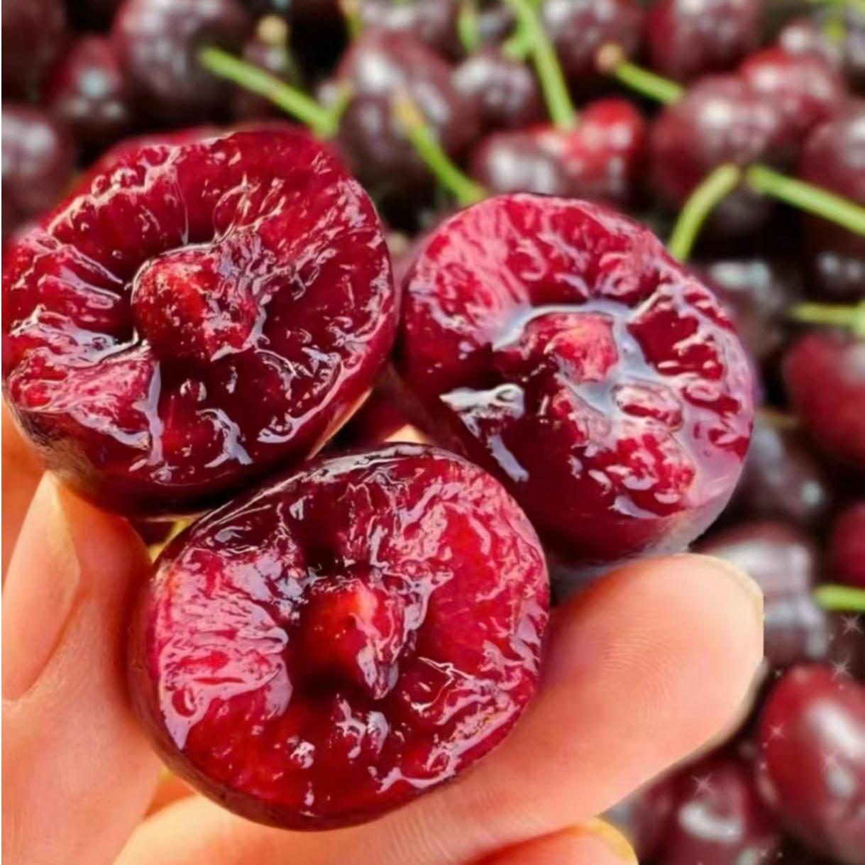 【同城速运XL】智利进口车厘子桑提娜XL规格新鲜水果10斤内附果径卡海运果桑提娜樱桃