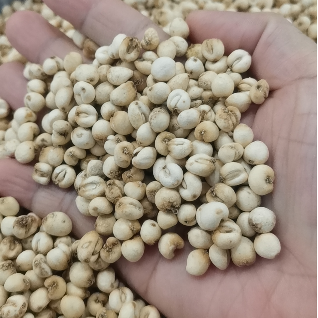 精选正品四川高山贝母深山采挖贝母泡水煲汤蒸雪梨