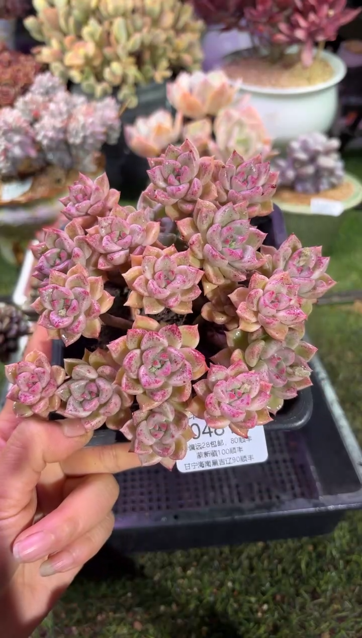 【闪购商品】04814