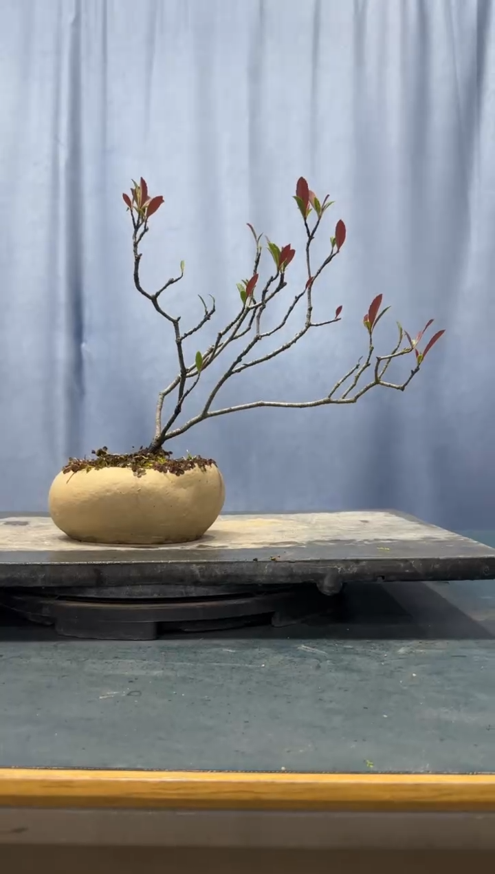 【闪购商品】盆景春花