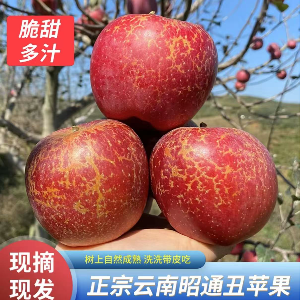 云南昭通丑苹果脆甜多汁果园直发X