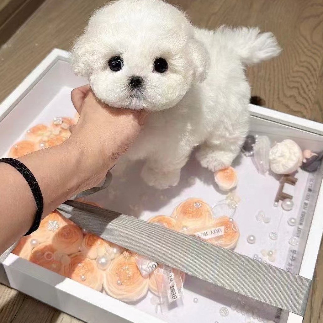 （聪明宠物）T狗狗活体