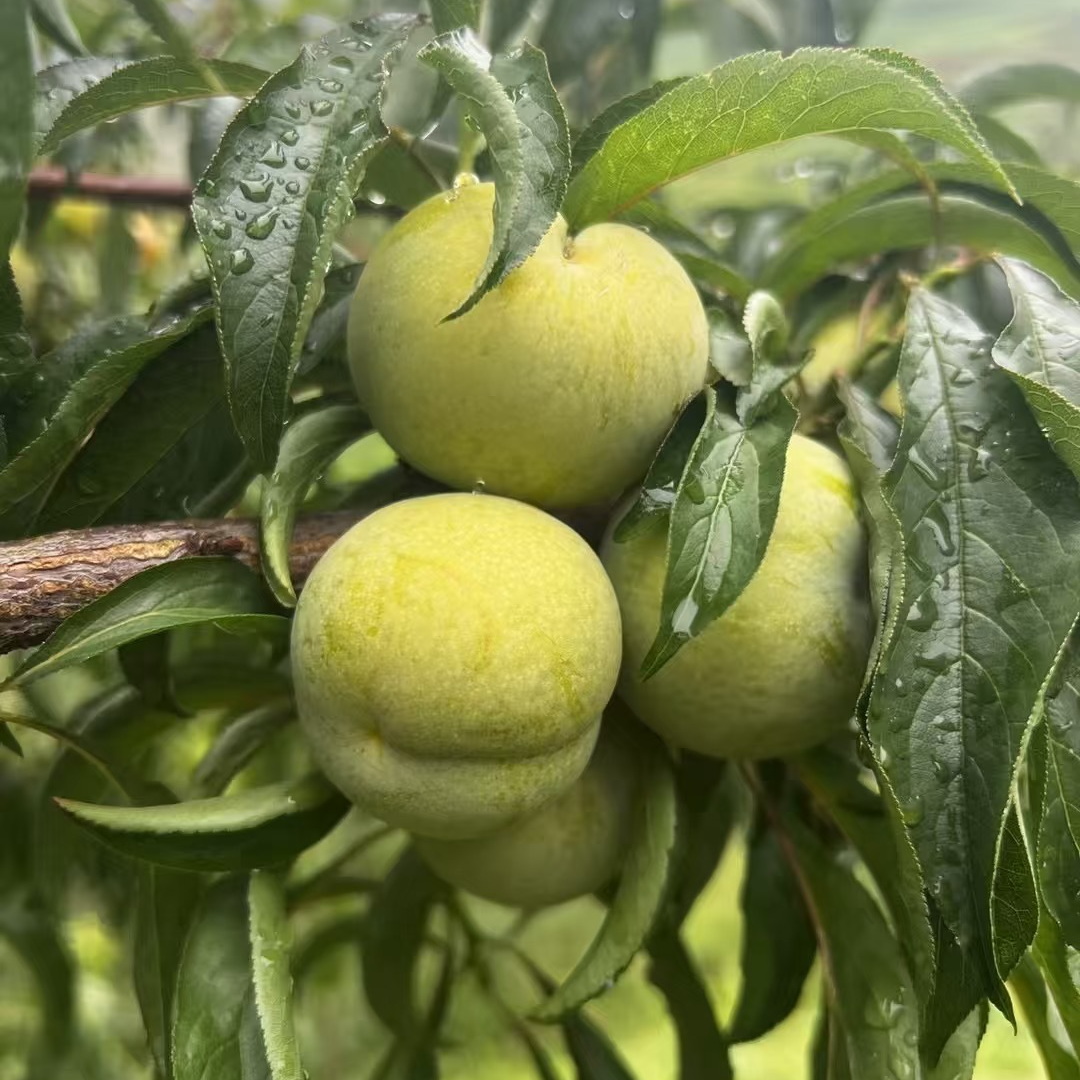 【现拍现发】正宗镇宁六马蜂糖李新鲜采摘新甜爽空顺丰空运次日达贵州省