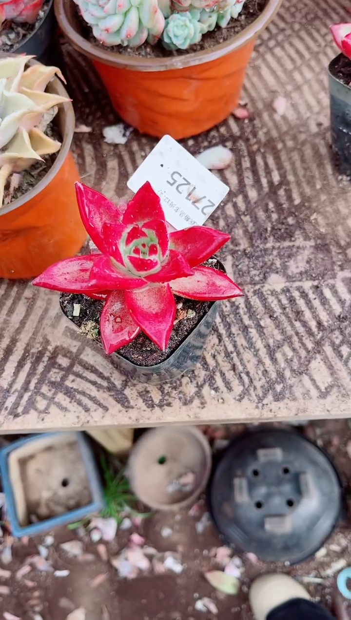 夏*跃跃精品多肉27125