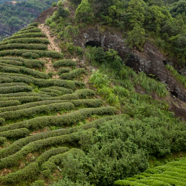 振岳《竹窠肉桂》武夷岩茶 蜜桃香味明显 滋味感十足的高货品鉴