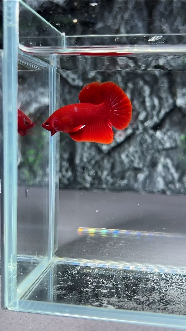 斗鱼竞拍链接A070