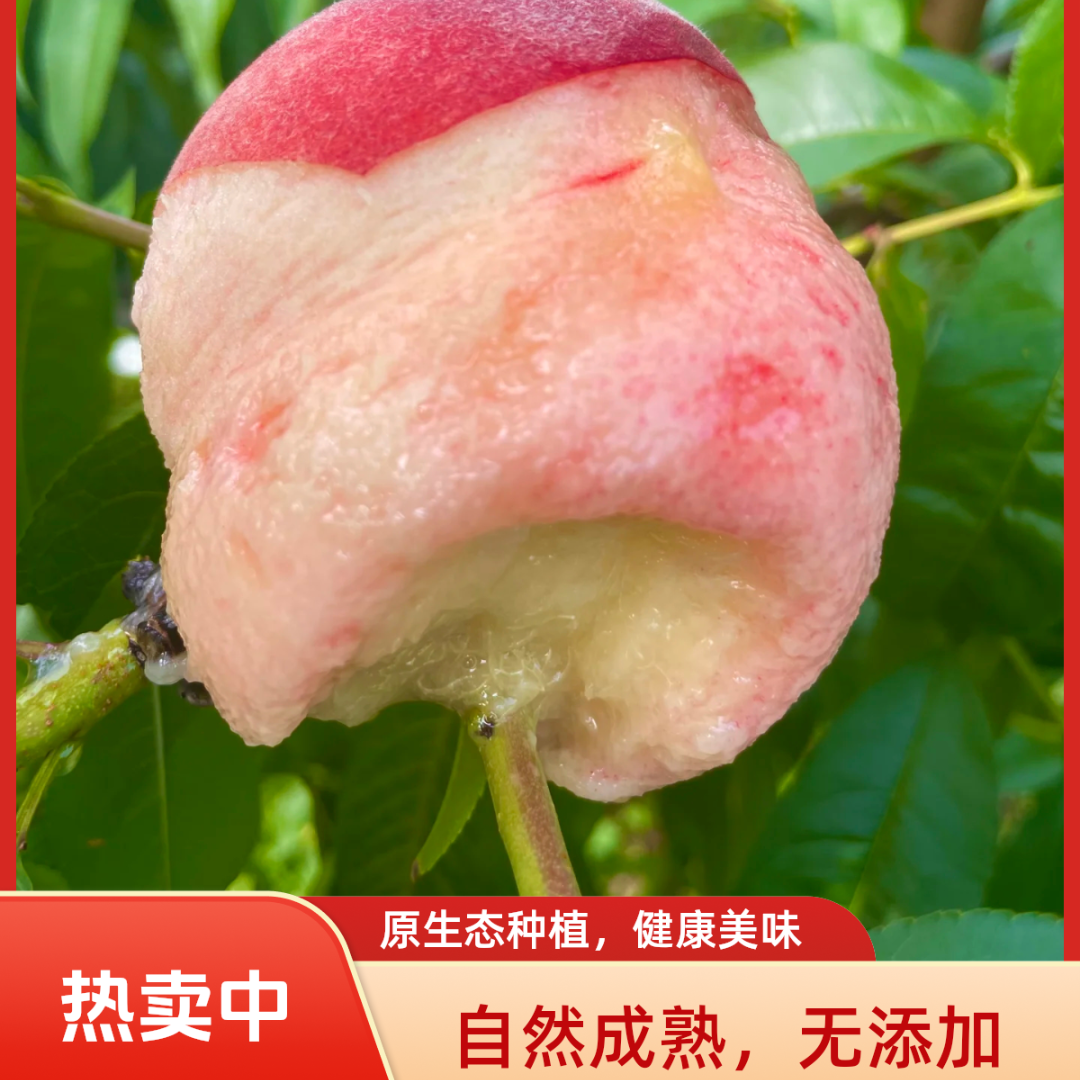【顺丰空运】正宗龙泉驿水蜜桃放软可撕皮软糯香甜多汁果园现摘直发