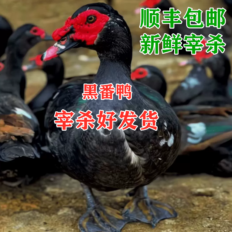 广西农家散养鸭子黑番鸭土鸭果园鸭走地鸡现杀顺丰发货