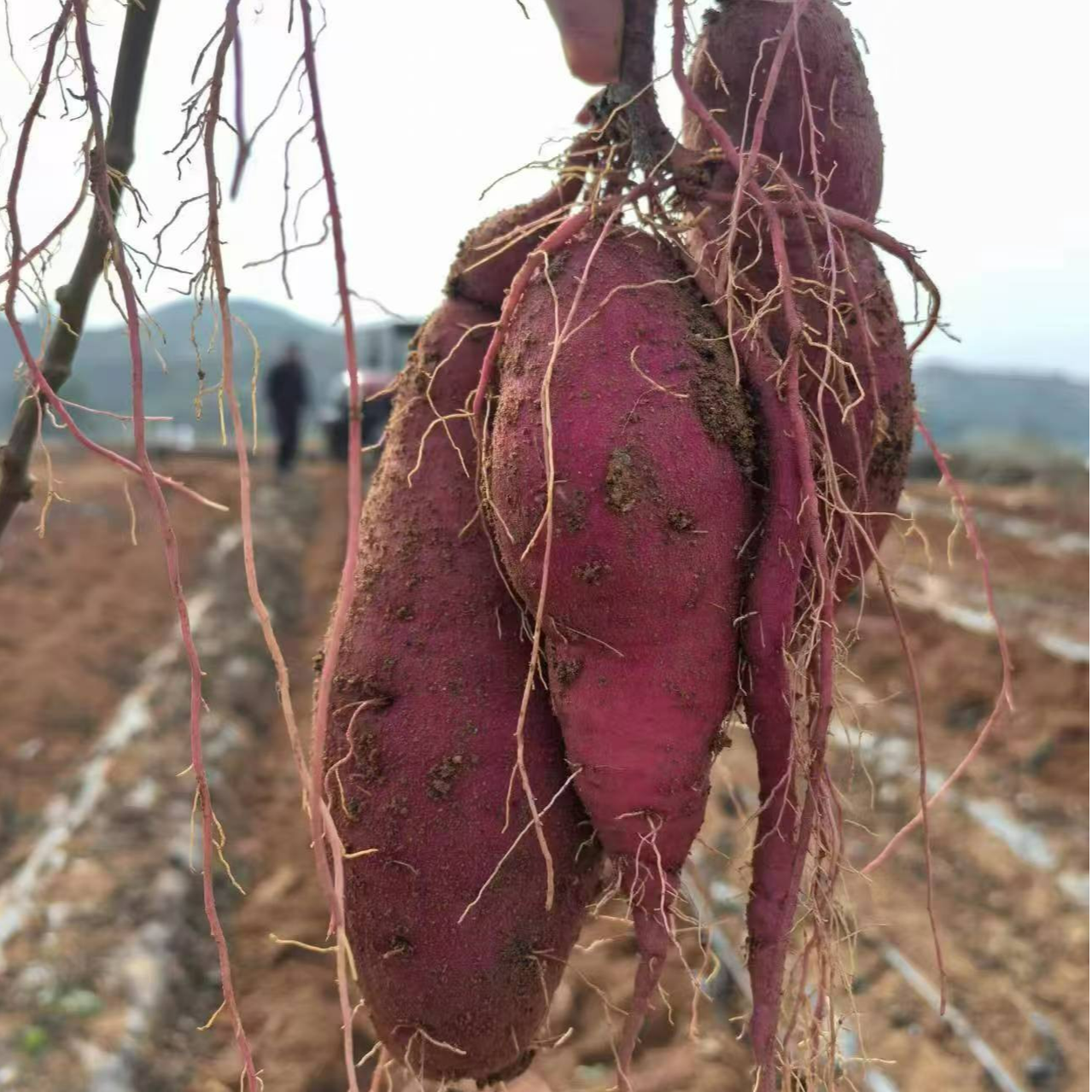 北京平谷 红瑶蜜薯  香甜绵密 细腻丝滑  顺丰包邮红薯红瑶蜜薯北京市