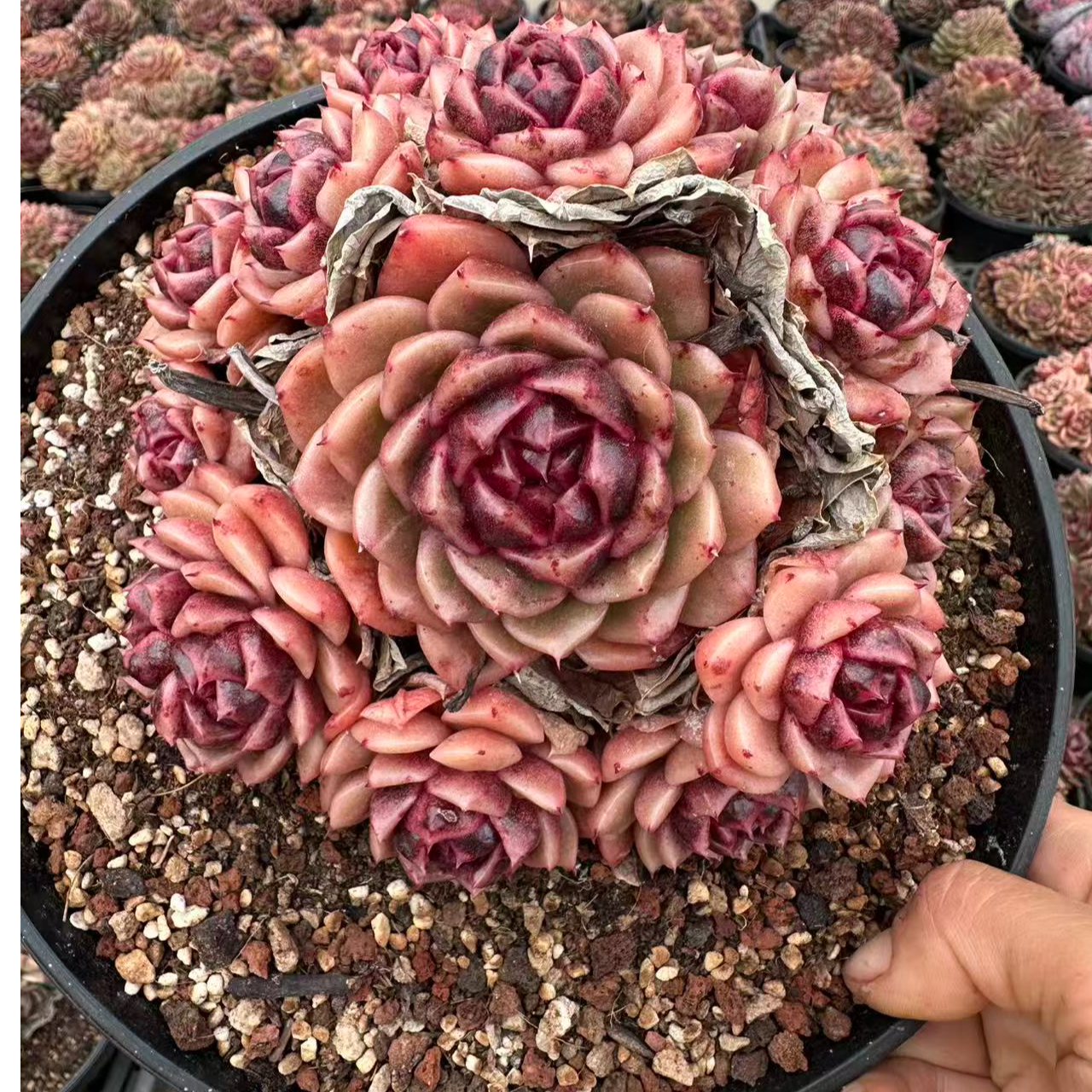 15#石榴群生多肉植物 前男友精品多肉