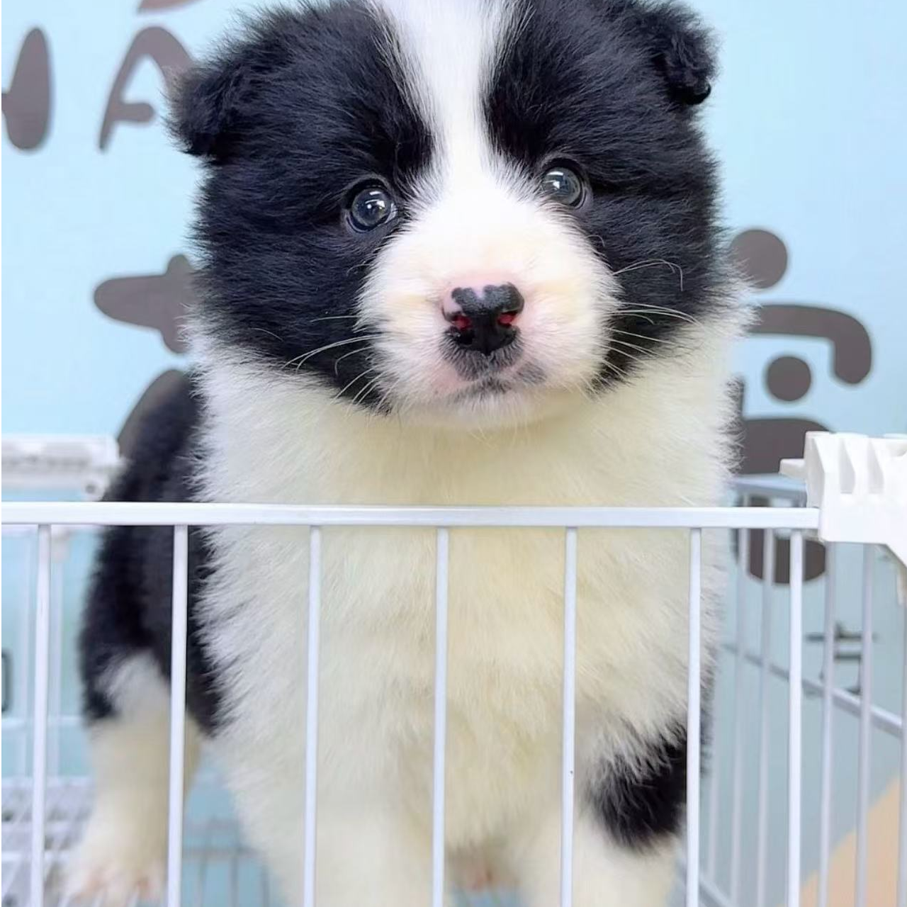 奶思家-黑白边牧母可爱妹妹01319050边境牧羊犬