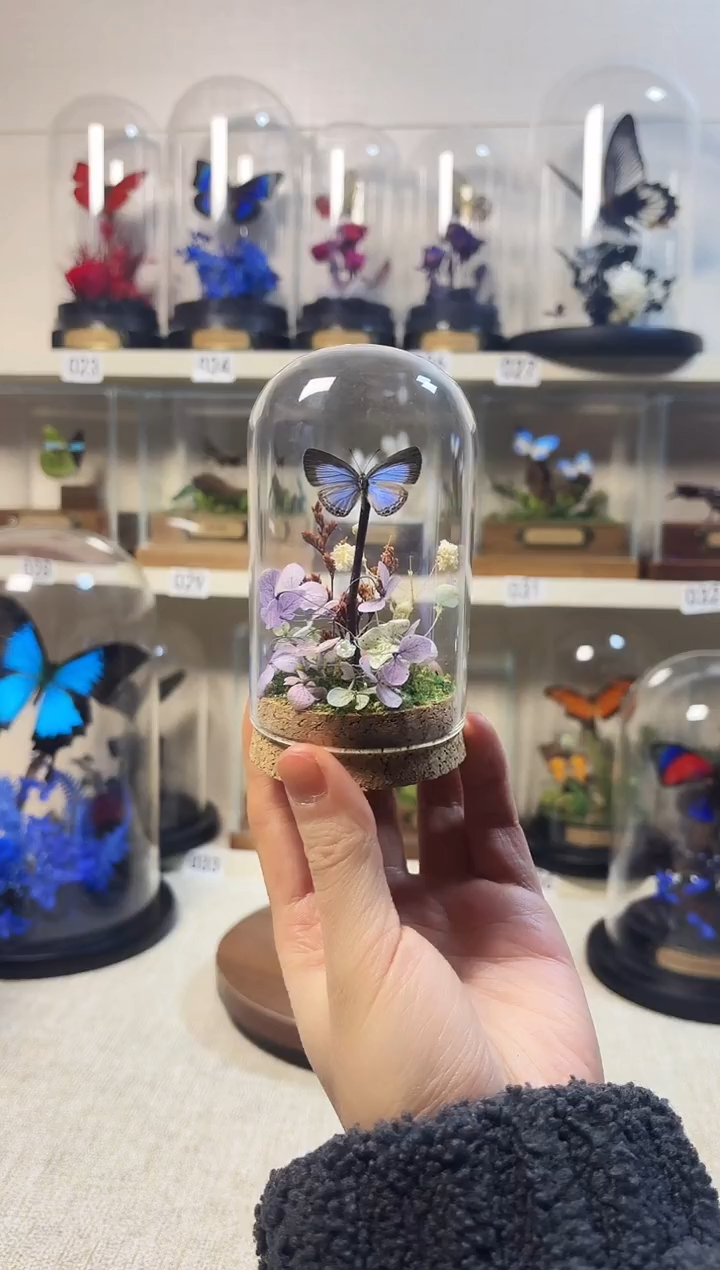 大自然的真实蝴蝶标本