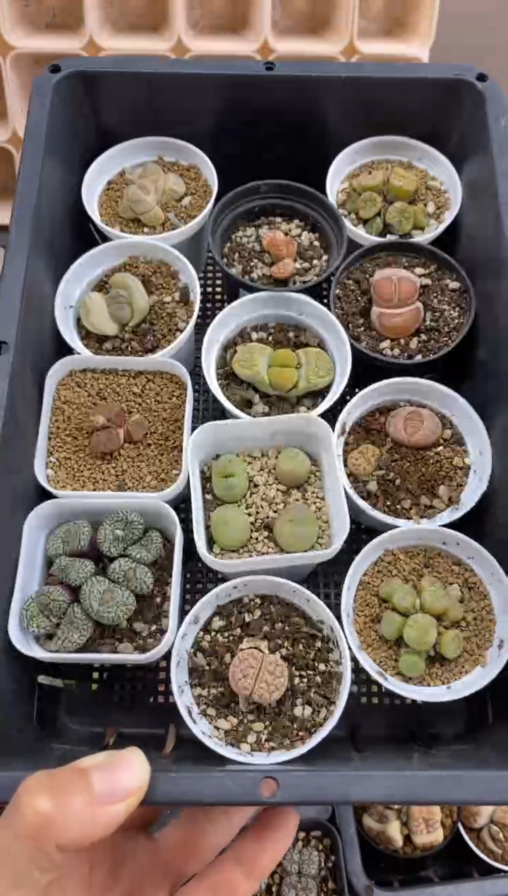 【闪购商品】8188直播一物一拍