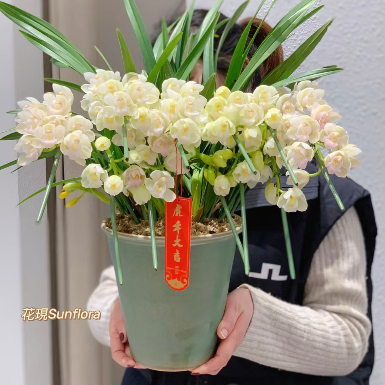 【白玉香兰】桌面款大花蕙兰盆栽室内兰花 年宵花基地直发原盆原土