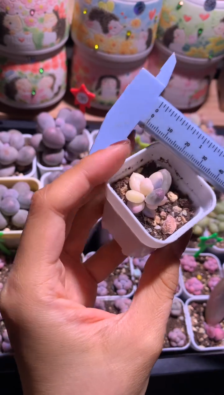 紫皮奶酪锦，全锦头不售后哦 