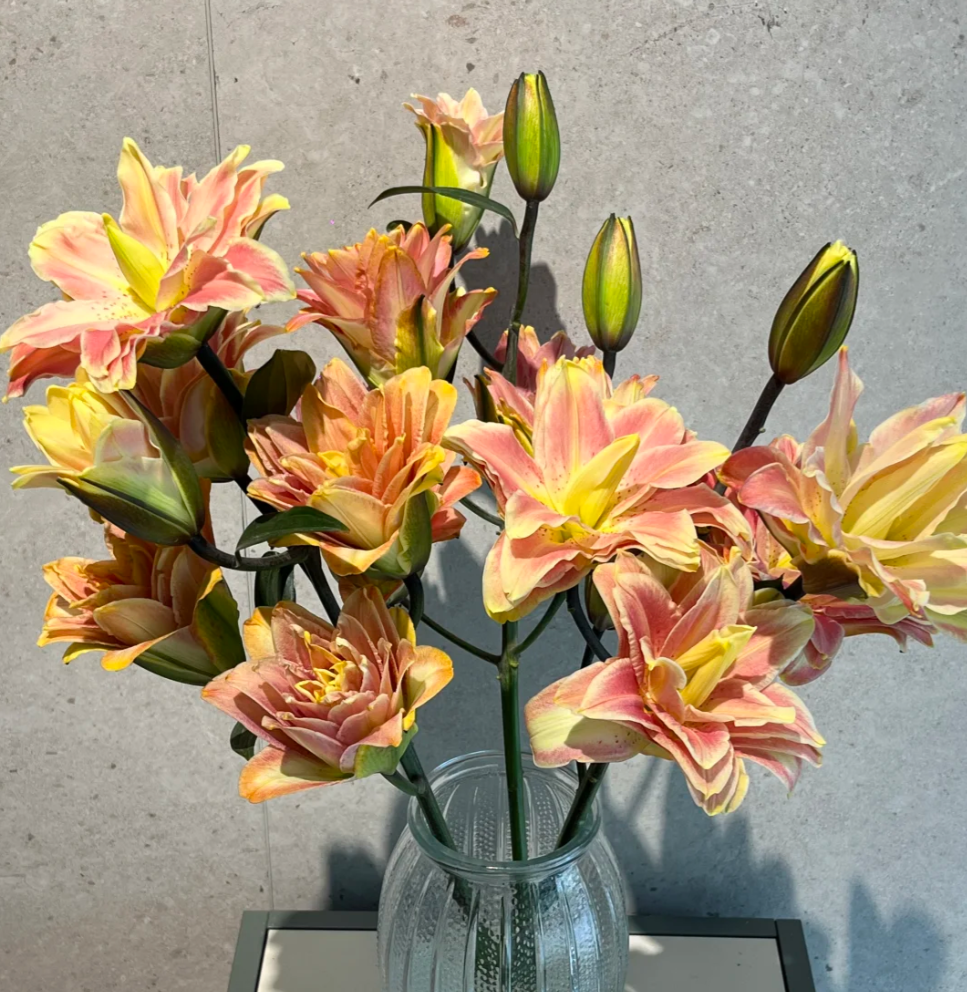 【源头优选】金玉满堂吸色重瓣百合 2单鲜花包邮 元旦福利