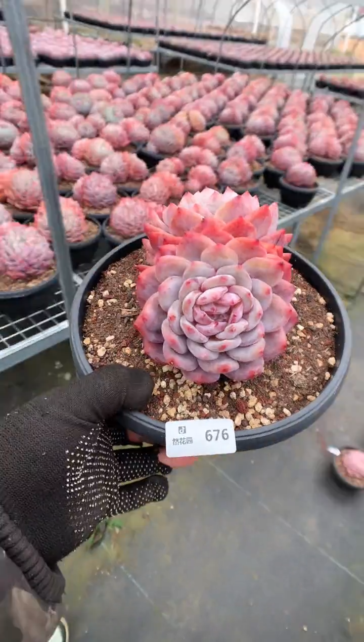 676梦露一物一拍