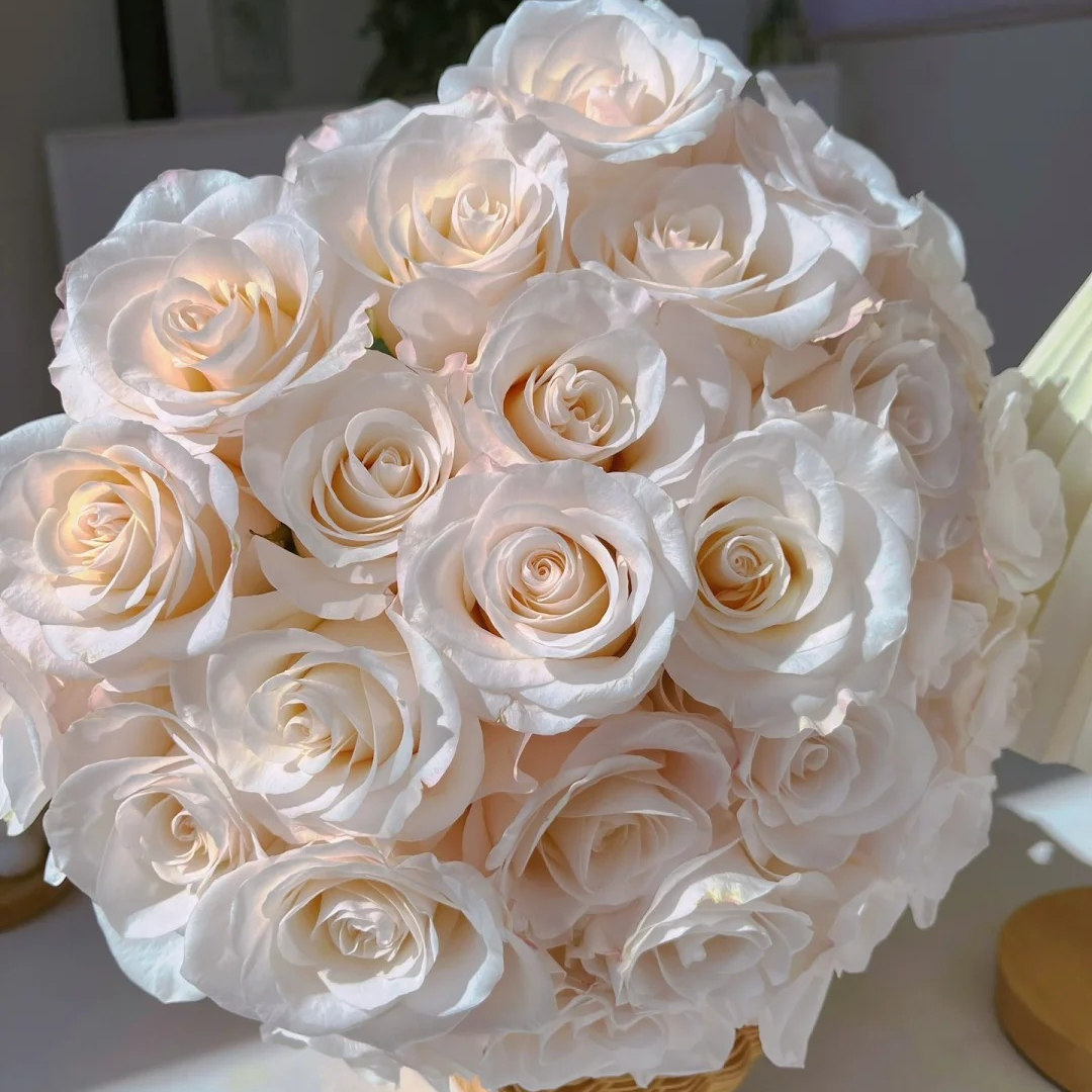 黑哥的植物辛西娅渐变粉色抗病性强耐热耐晒月季多季节重复开花