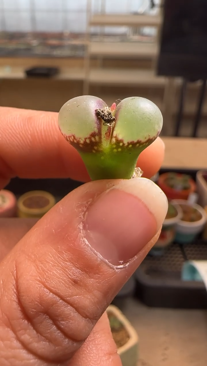 【闪购商品】7-117紫罗兰f4