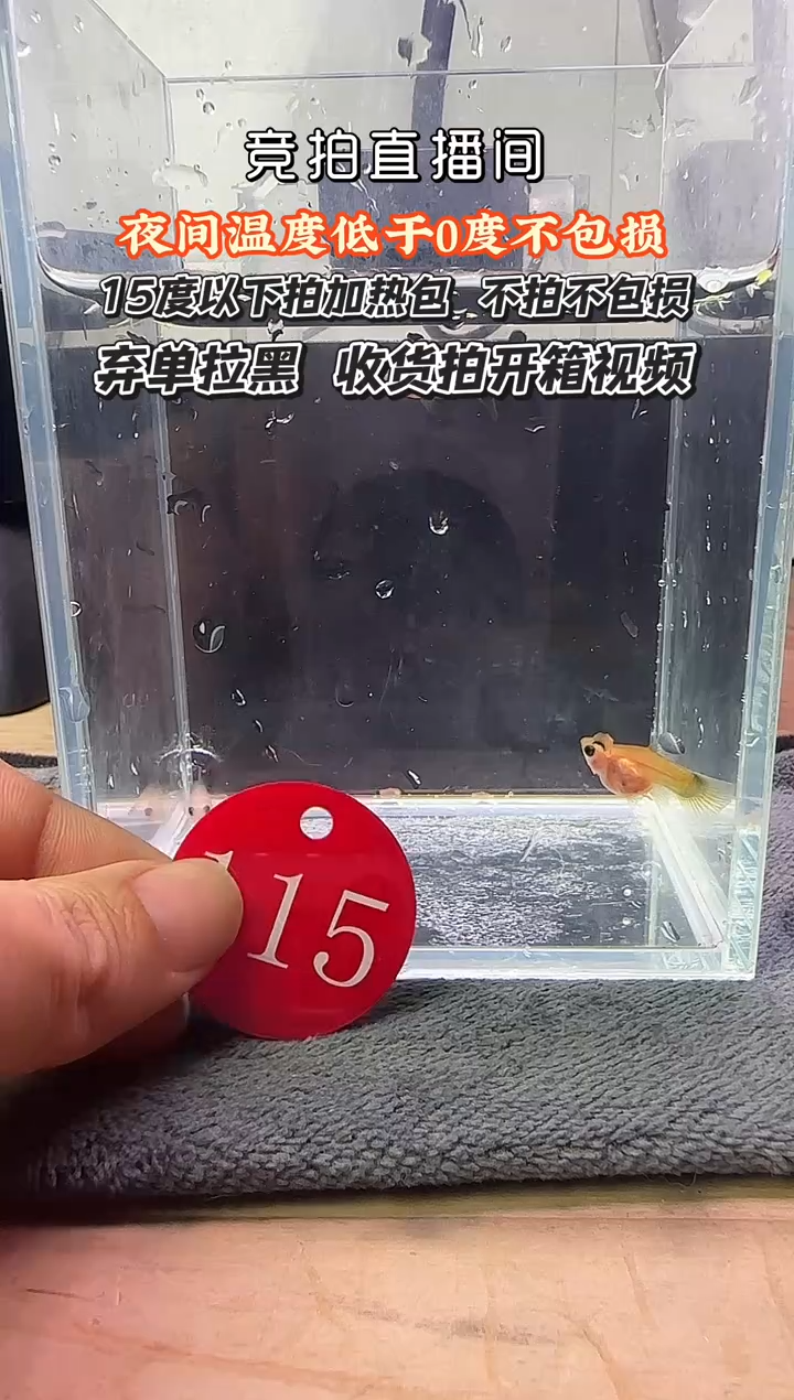 孔雀鱼115 玻璃猫三条 公鱼瑕疵