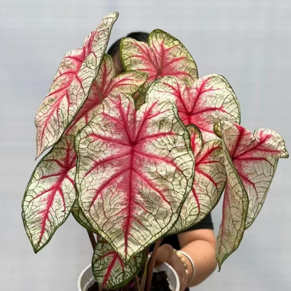 辐射 南方魅力 彩叶芋盆栽 阳台客厅的网红绿植易活好养